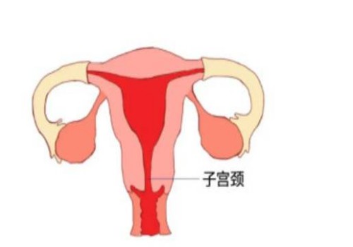 做完造影当月可以怀孕吗？了解造影后的备孕最佳时间